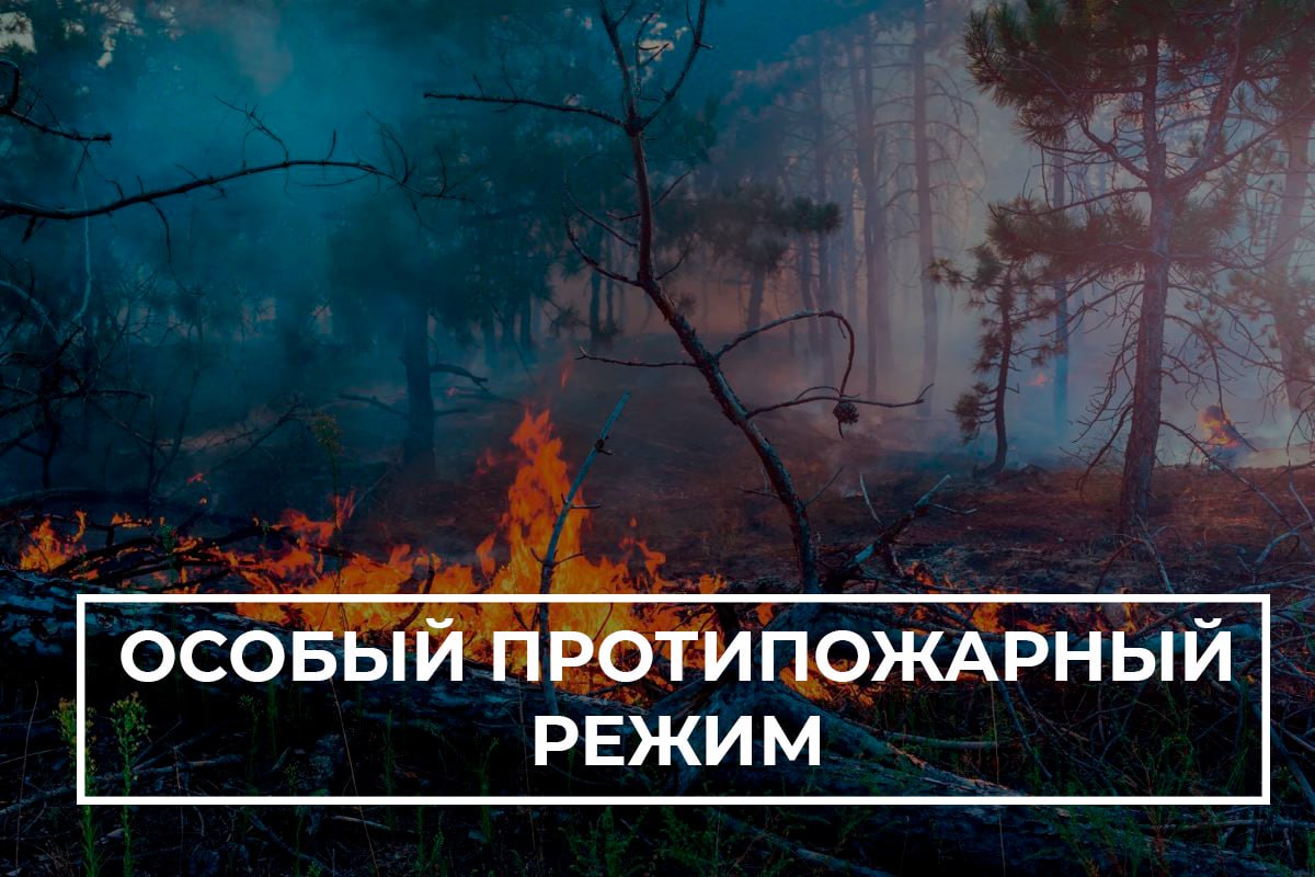 В Саратовской области до 23 июля продлён запрет на посещение лесов..